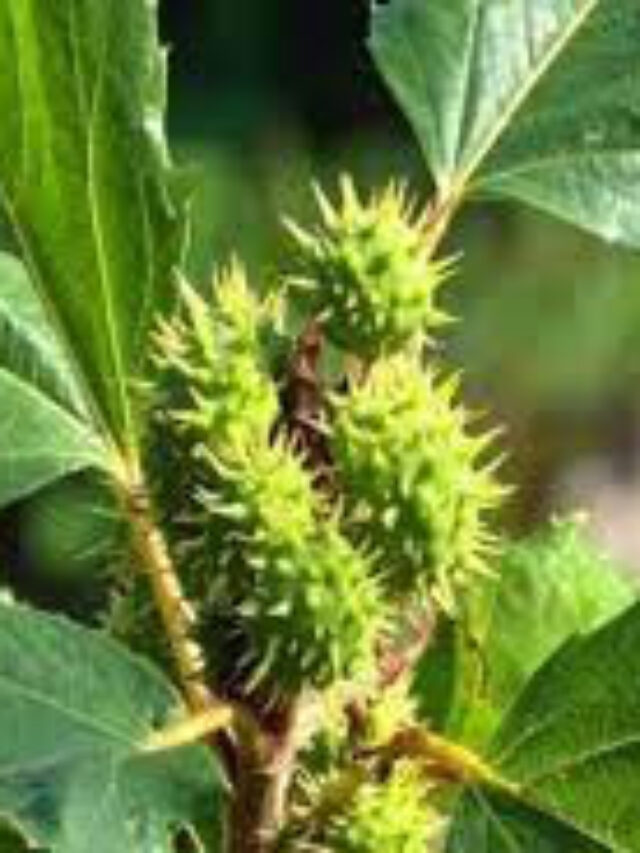 संखाहुली: दिखने में साधारण, पर फायदों में बेमिसाल