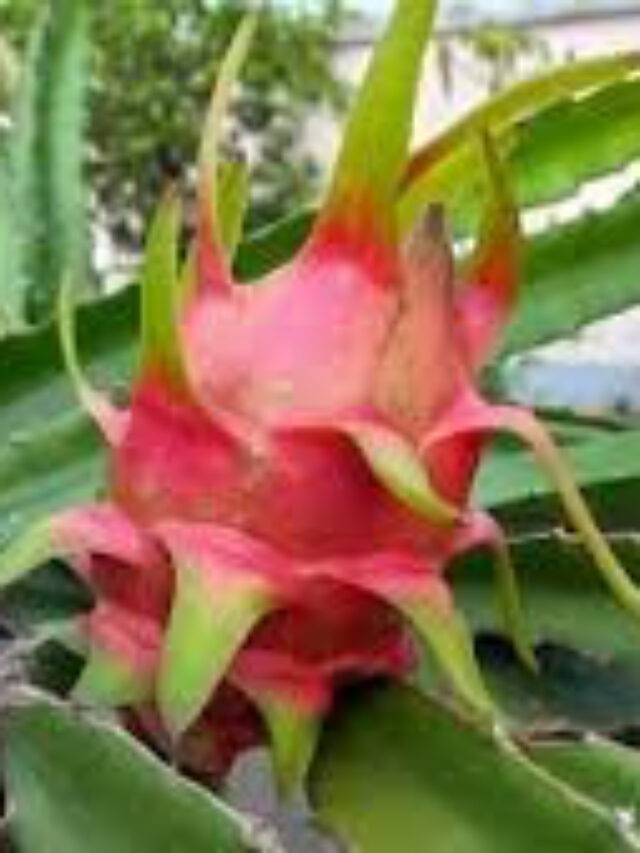 ड्रैगन फ्रूट की खेती और इसके छिलके का उपयोग