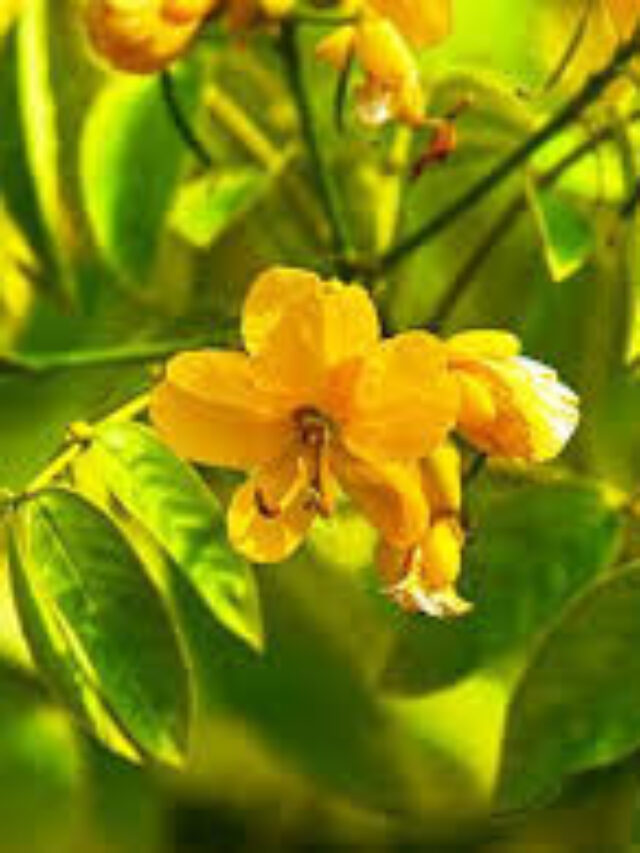 सनाय की पत्तियों का चमत्कार: कब्ज से लेकर पेट और त्वचा रोगों तक रामबाण