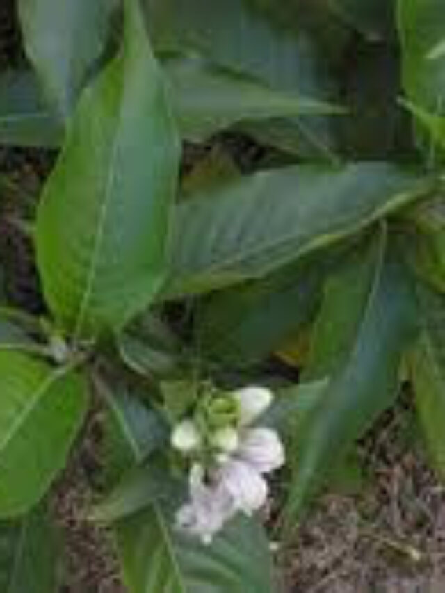 अडूसा: प्राकृतिक औषधि जो सर्दी, खांसी, घाव और दर्द में देती है राहत